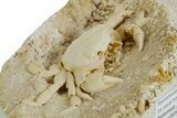 Fossil Crab (Potamon) Preserved in Travertine - Turkey #351135-3